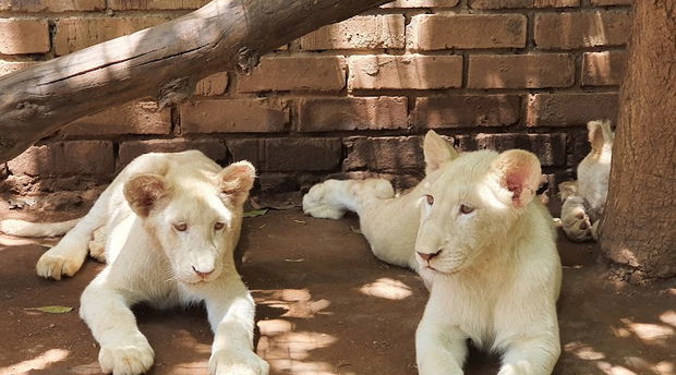 Tzaneen Lion and Predator Park