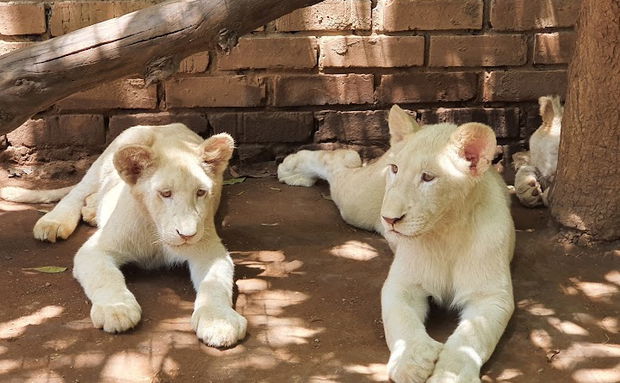 Tzaneen Lion and Predator Park