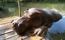 Jessica the Hippo 