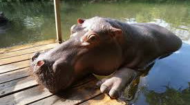 Jessica the Hippo 