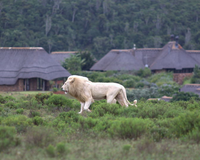 Pumba Private Game Reserve and Spa