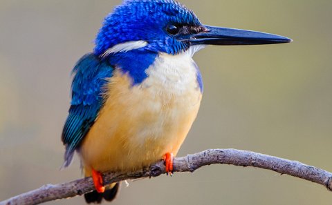 Half-Collared Kingfisher