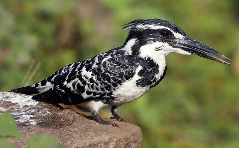 Pied Kingfisher