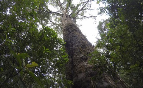 Woodville Big Tree