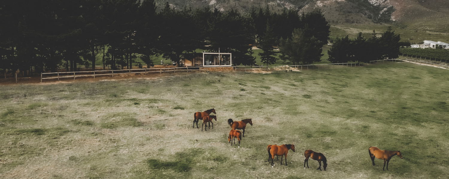 Hemel 'N Aarde Stud