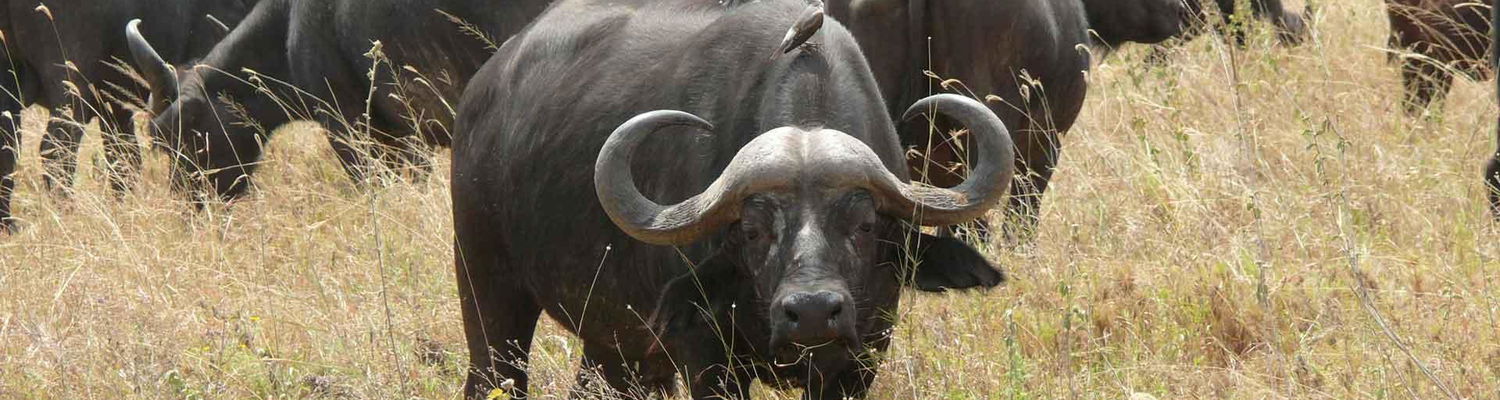 Gargantuan Buffalos grazing, and noticed our photographer. Kruger Open Vehicle Safaris. Marloth Park. DCC Hotel Group