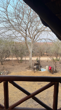 Relax on the penthouse balcony with panoramic safari views, where luxury meets nature as wildlife grazes peacefully near the lodge. Kruger Riverside Lodge, DCC Hotel Group