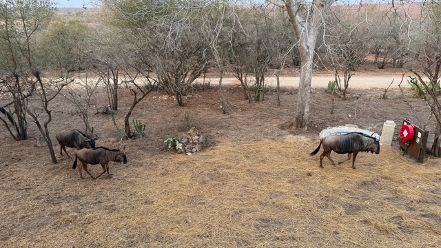 Savour refined comfort on the penthouse balcony, where sweeping safari views and nearby wildlife create an unforgettable African escape. Kruger Riverside Lodge, DCC Hotel Group