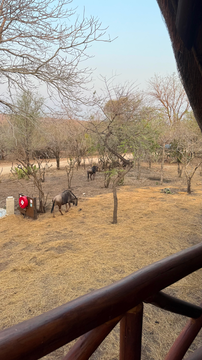 Enjoy a private safari moment from your penthouse terrace, overlooking tranquil bush landscapes with wild animals grazing below. Kruger Riverside Lodge, DCC Hotel Group