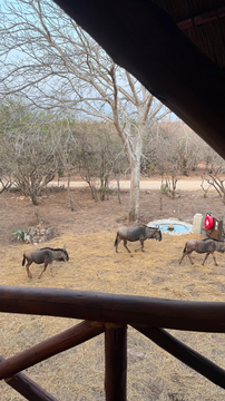 From the elegant penthouse balcony, soak in panoramic lodge views, blending luxury living with close encounters of African wildlife. Kruger Riverside Lodge, DCC Hotel Group