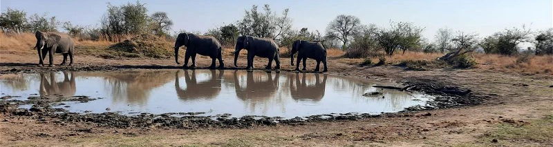 Four elephant shadows on the water. Perfect timing on the photographer&#39;s and driver&#39;s parts. Kruger Open Vehicle Safaris. Marloth Park. DCC Hotel Group