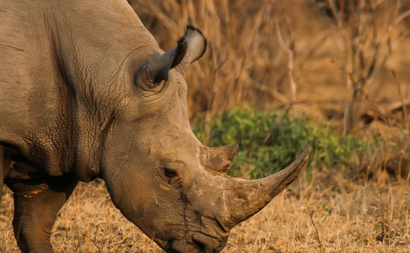 Magnificent rhino seen in Kruger National Park. Visit us in Marloth Park for unforgettable safari experiences! DCC Hotel Group