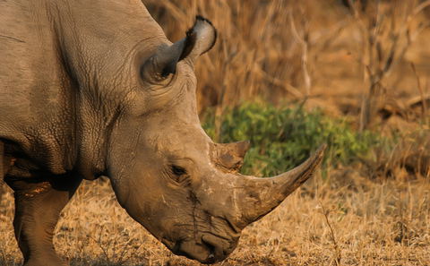 Magnificent rhino seen in Kruger National Park. Visit us in Marloth Park for unforgettable safari experiences! DCC Hotel Group
