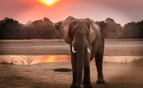 Shared Half Day Safari Sunset Drive - Kruger National Park