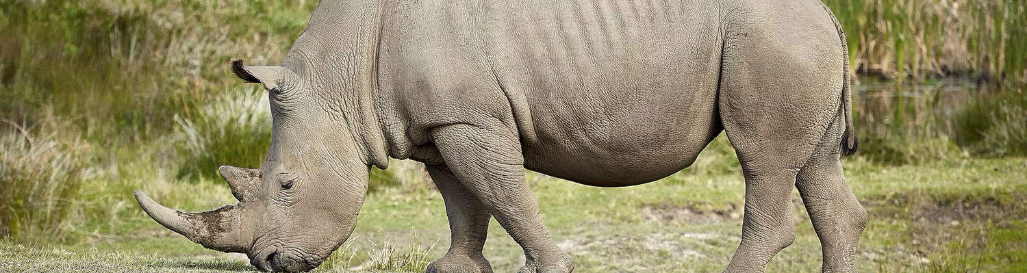 The Rhino. Massive Big 5 in Africa - larger than life! Kruger Open Vehicle Safaris, Marloth Park. DCC Hotel Group