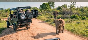 2 x Safari Game Drives + Stay 4 & Pay 3 Offer