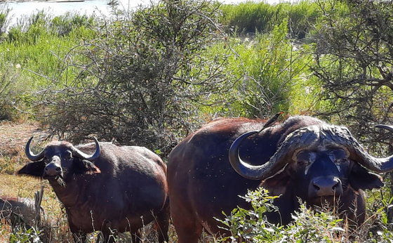 Shared Split-Day Safari