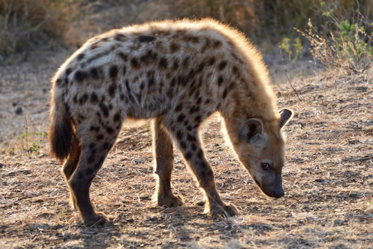 Male Hyena. Kruger Park Open Vehicle Safaris, Marloth Park. DCC Hotel Group