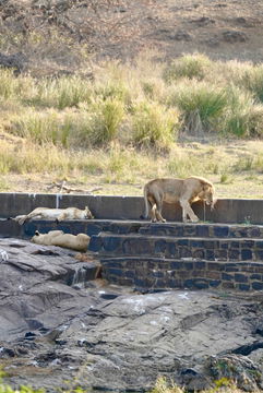 Lions resting together. Big 5. Kruger Open Vehicle Safaris, DCC Hotel Group