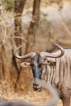 Wildebeest captioned. Kruger Park Open Vehicle Safaris, Marloth Park. DCC Hotel Group