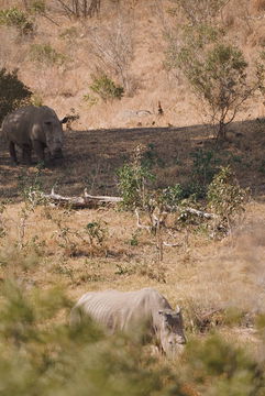 Rhinos approaching. Big 5. Kruger Park Open Vehicle Safaris, Marloth Park. DCC Hotel Group