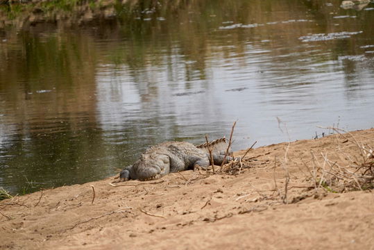 African Crocodile warming up. Kruger Park Open Vehicle Safaris, Marloth Park. DCC Hotel Group