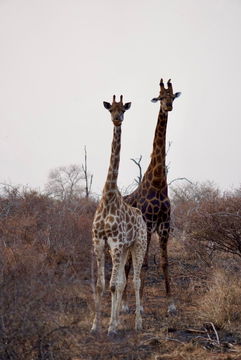 Two Giraffes staring at us. Kruger Park Open Vehicle Safaris, Marloth Park. DCC Hotel Group