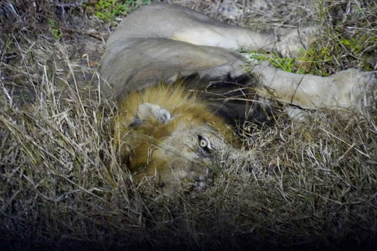 Lion male resting during the night. Big 5. Kruger Open Vehicle Safaris, Marloth Park. DCC Hotel Group