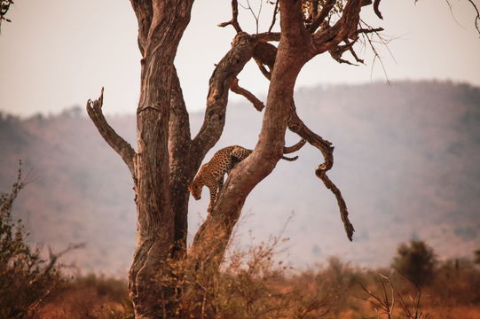 Leopard making his way down to patrol his landscape. Big 5. Kruger Open Vehicle Safaris. Marloth Park. DCC Hotel Group 