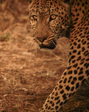 Beautifully captured Leopard. Big 5. Kruger Park Open Vehicle Safaris, Marloth Park. DCC Hotel Group