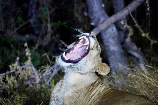 Lioness yawns and shows us her impressive teeth. Big 5. Kruger Open Vehicle Safaris, Marloth Park. DCC Hotel Group