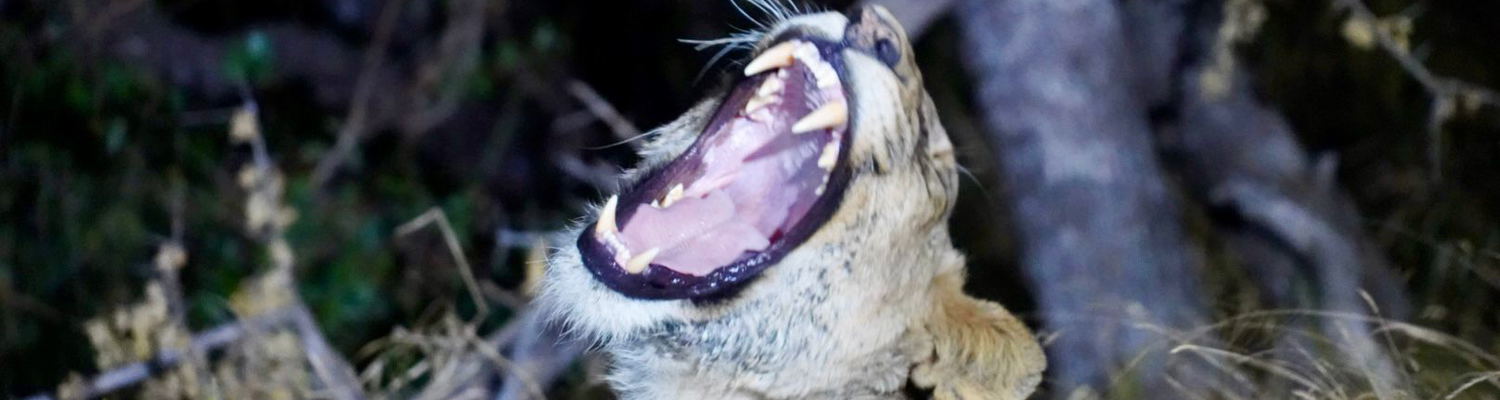 Sleepy Lioness awakes and yawns, impressing our photographers on their night drive Safari. Big 5. Kruger Park Open Vehicle Safaris. Marloth Park. DCC Hotel Group