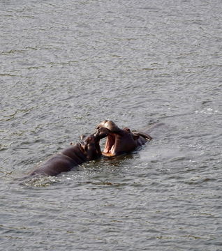 Two Hippos together. Kruger Park Open Vehicle Safaris. Marloth Park. DCC Hotel Group