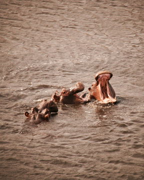 1, 2, 3 Hippos! Africa is one of a kind. Kruger Open Vehicle Safaris, Marloth Park. DCC Hotel Group