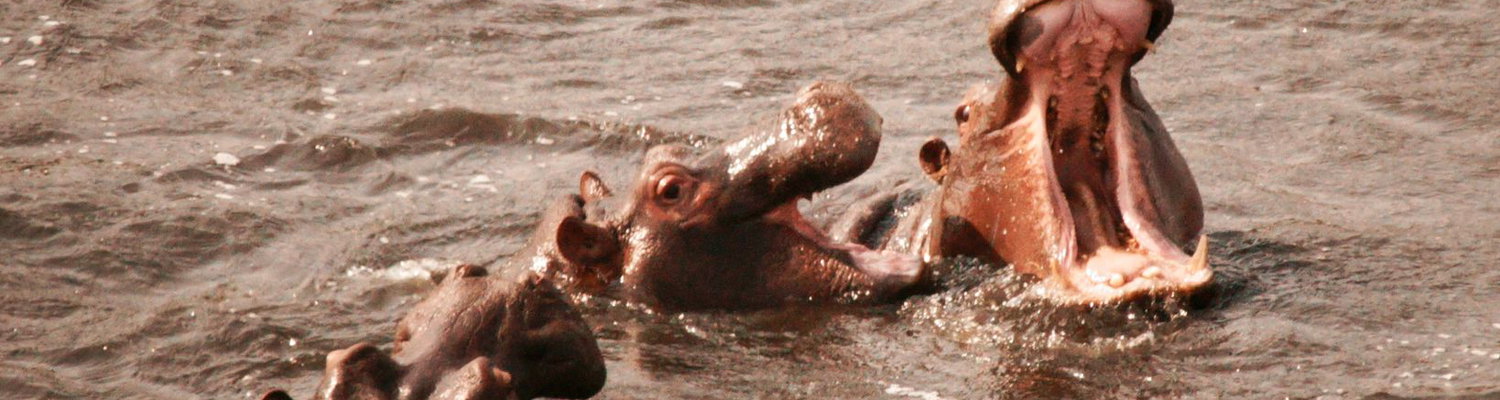 1, 2, 3 Hippos! Africa is one of a kind. Kruger Open Vehicle Safaris, Marloth Park. DCC Hotel Group