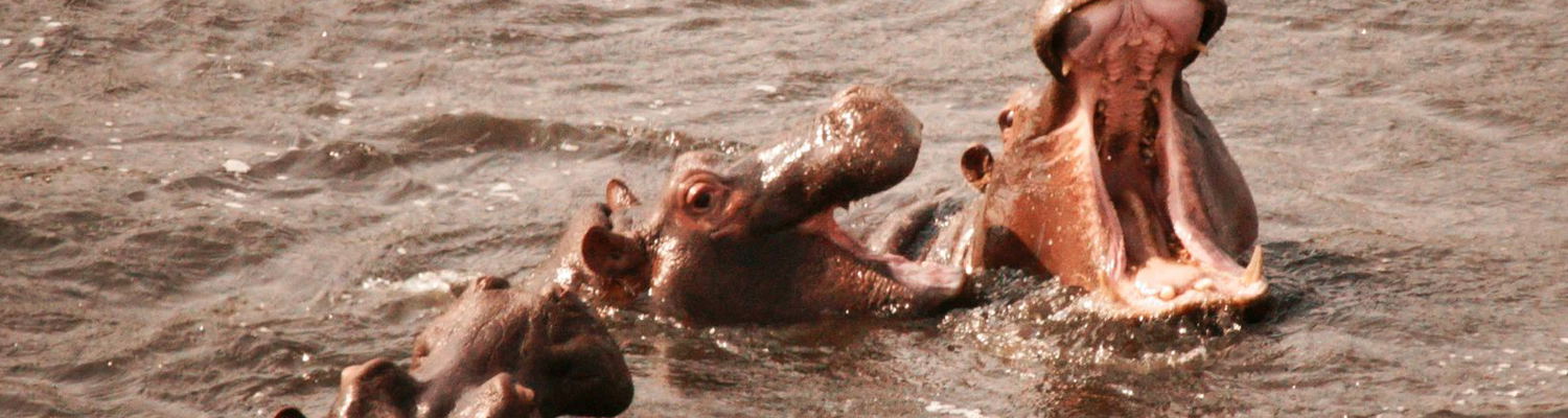 1, 2, 3 Hippos! Africa is one of a kind. Kruger Open Vehicle Safaris, Marloth Park. DCC Hotel Group