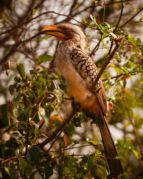 Beautiful birds are seen all over Kruger National Park. Kruger Park Open Vehicle Safaris. DCC Hotel Group