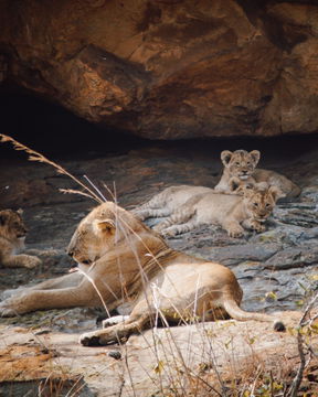 Lions resting in a pack. Big 5. Kruger Park Open Vehicle Safaris, Marloth Park. DCC Hotel Group