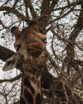 Giraffe eating in peace. Kruger Park Open Vehicle Safaris, Marloth Park. DCC Hotel Group