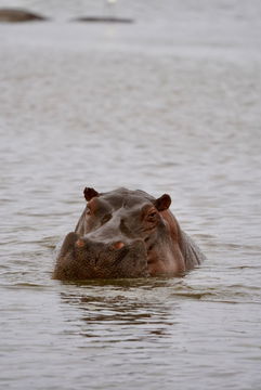 African Hippo scanning the water. Kruger Park Open Vehicle Safaris, Marloth Park. DCC Hotel Group