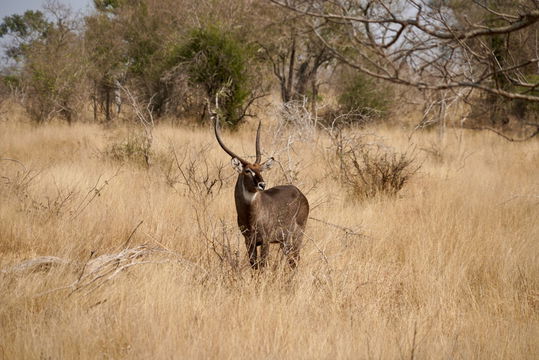 A majestic Water Buck caught on camera. Kruger Park Open Vehicle Safaris, Marloth Park. DCC Hotel Group