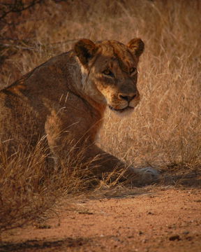 Beautiful Lioness. Kruger Park Open Vehicle Safaris, Marloth Park. DCC Hotel Group