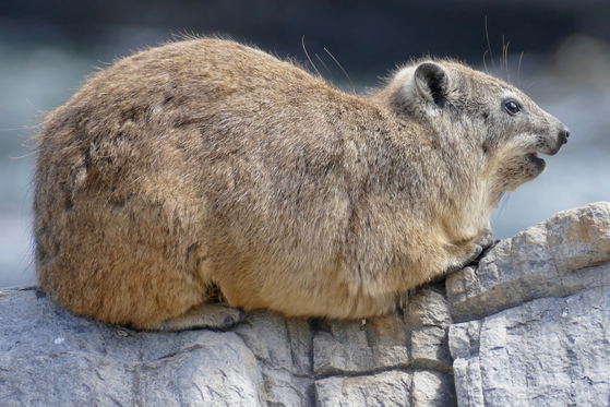 Hyrax on a mountain ledge, Hermanus, Lodge on the Green, Whale Coast Hotel, DCC Hotel Group