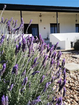 Lavender in Springbokhuisie's garden