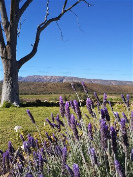 Lavender and the iconic dead eucalyptus tree at Springbokhuisie
