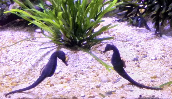 https://commons.wikimedia.org/wiki/File:Knysna_Seahorse_exhibit_in_Two_Oceans_Aquarium_2.jpg