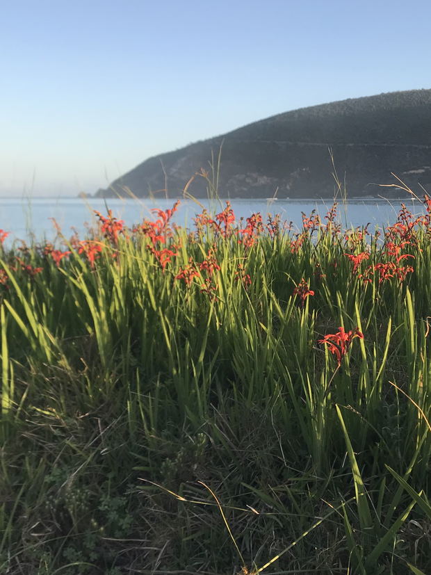 Knysna Heads Knysna Heads