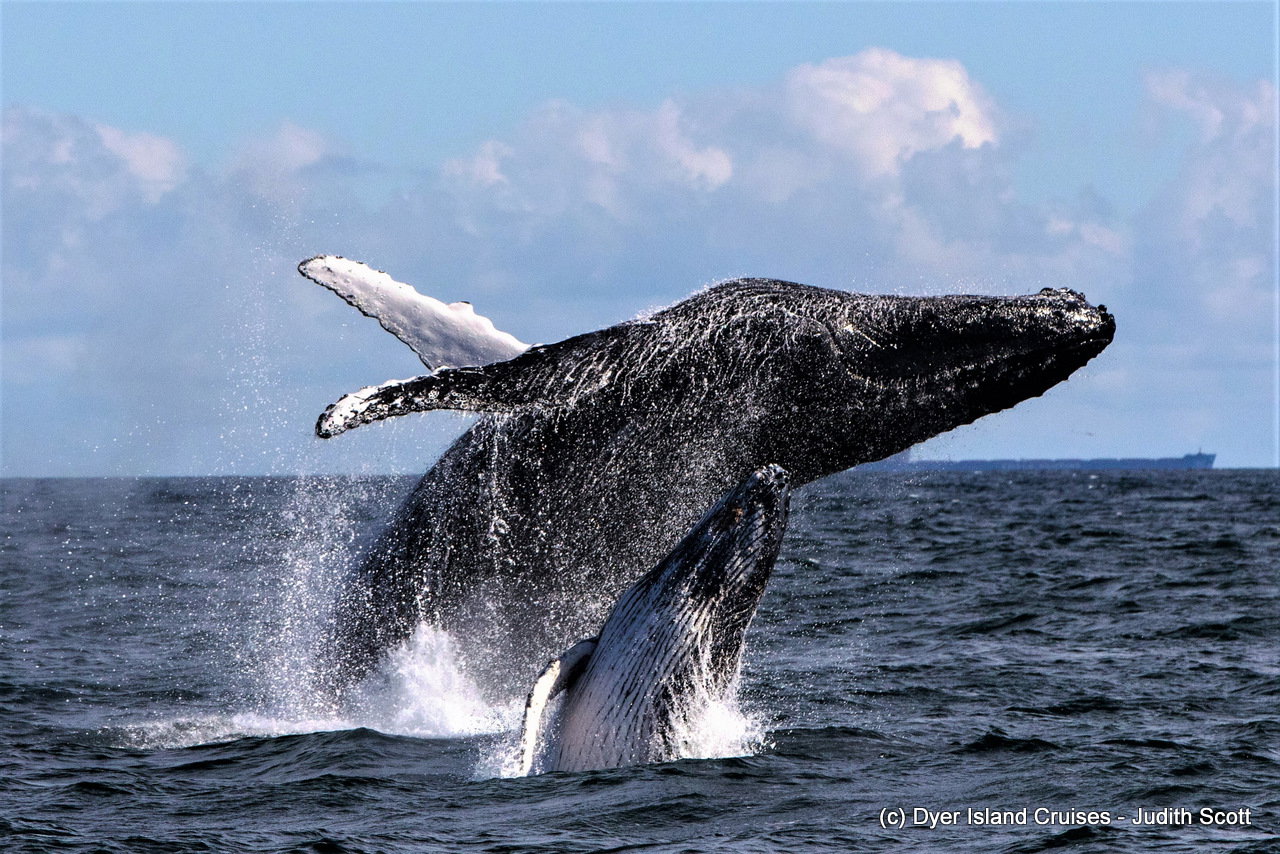 Southern right whale breaching in Walker Bay, Hermanus, Western Cape, South Africa
