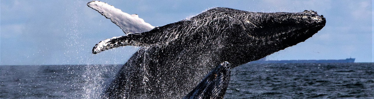 Southern right whale breaching in Walker Bay, Hermanus, Western Cape, South Africa