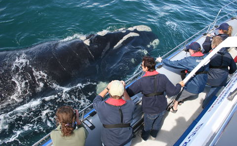 Whale Watching, South Africa, Accommodation, Attractions, Hermanus, DCC Hotel Group
